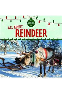 All about Reindeer
