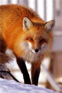 Red Fox