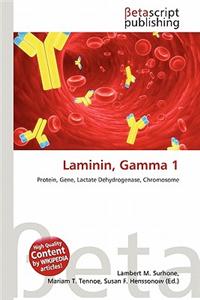 Laminin, Gamma 1