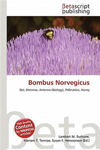 Bombus Norvegicus