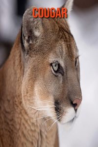 Cougar