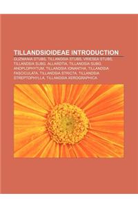 Tillandsioideae Introduction: Guzmania Stubs, Tillandsia Stubs, Vriesea Stubs, Tillandsia Subg. Allardtia, Tillandsia Subg. Anoplophytum