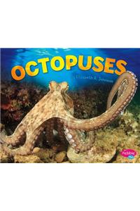 Octopuses