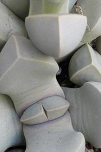 Stone Succulent Lithops (for the Love of Gardening)