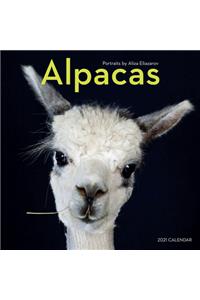 Alpacas Wall Calendar 2021