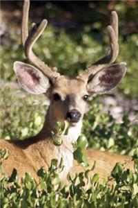 Majestic Deer Journal