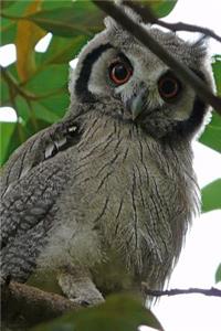 Common Scops Owl Journal