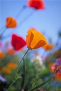 Bright Colorful Poppy Flowers Balboa Park San Diego California USA Journal