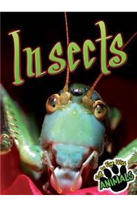 Insects