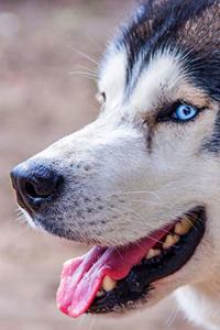 Siberian Husky Huskies Dog Pup Puppy Doggie Notebook Bullet Journal Diary Composition Book Notepad - Tongue Out