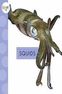 Squids