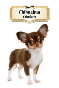 2020 Chihuahua Calendario