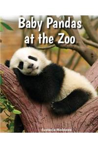 Baby Pandas at the Zoo