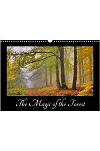 Magic of the Forest 2018