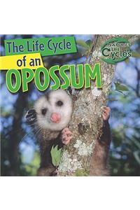 Life Cycle of an Opossum