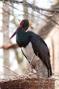 Black Stork in a Nest Bird Journal