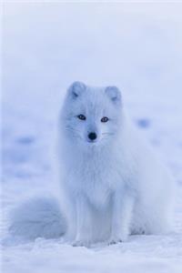 White Fox in Iceland Journal