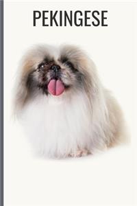 Pekingese