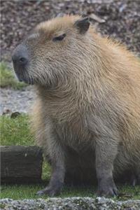 A Cute Capybara Just Sitting Around Journal: 150 Page Lined Notebook/Diary