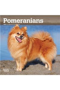 Pomeranians 2021 Mini 7x7