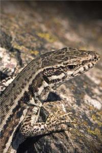 Lizard Notebook