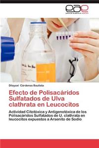 Efecto de Polisacaridos Sulfatados de Ulva Clathrata En Leucocitos