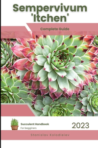 Sempervivum 'Itchen'