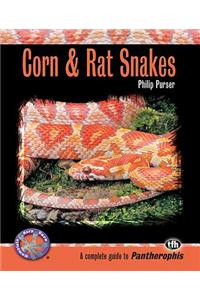 Corn & Rat Snakes