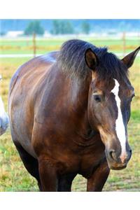 Horse Photo School Composition Book Equine Pasture Mates