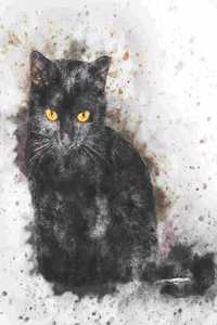 2019-2020 Academic Planner Weekly and Monthly Black Cat