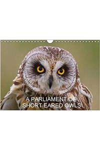 Parliament of Short Eared Owls 2017