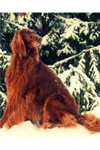 Irish Setter