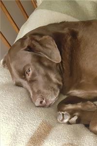 2020 Weekly Planner Chocolate Lab Dogs Labrador Retriever Naps Blanket 134 Pages