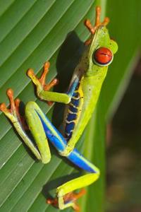Red Eyed Tree Frog on a Palm Frond Journal