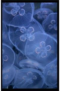 Luminescent Jellyfish