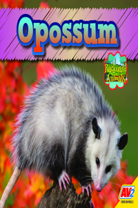 Opossum