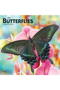 Butterflies 2021 Square