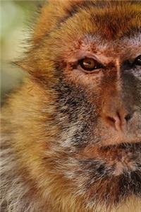 Closeup of a Barbary Macaque Journal