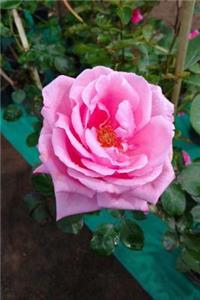 Rosa Notebook