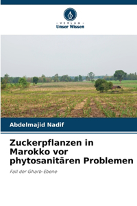 Zuckerpflanzen in Marokko vor phytosanitären Problemen