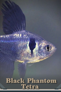 Black Phantom Tetra
