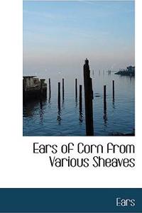 Ears of Corn from Various Sheaves