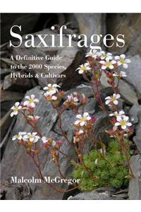 Saxifrages