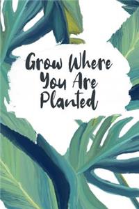 Grow Where You Are Planted
