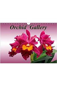 Orchid Gallery 2018