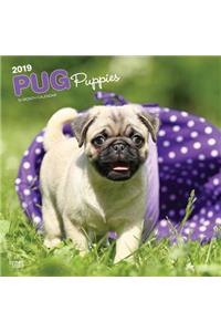 Pug Puppies 2019 Square Wall Calendar