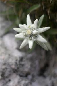 Edelweiss Alpine Flower (Leontopodium Alpinum) Journal