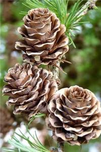 Larch Pinecone Journal