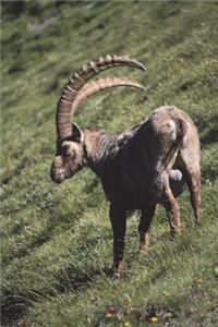 Ibex in Israel Journal