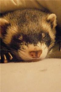 A Napping Ferret (Mustela putorius furo) Animal Journal